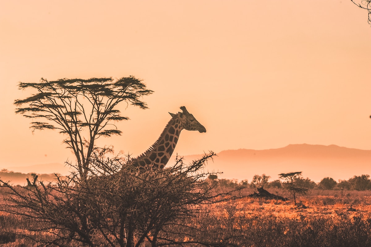 Maasai Mara